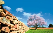 Landschaftsfoto von Feldern und Bäumen auf Formentera